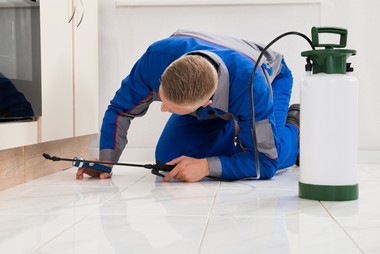 Top-notch Oakland pest removers in CA near 94607